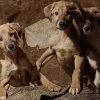 سگ کانگال و سراب