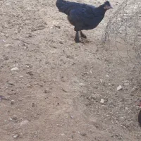 تخم مرغ نطفه دار تضمینی مرغ و خروس فروشی هم هس|حیوانات مزرعه|شیراز, باهنر|دیوار