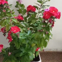 گل طبیعی زیبا|گل و گیاه طبیعی|مریوان, |دیوار