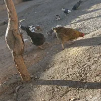 کبوتر|پرنده|رودشت (چهارمحال و بختیاری), |دیوار