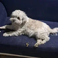 سگ شیتزو|سگ|کرمانشاه, |دیوار