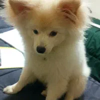 سگ پامر 6 ماهه|سگ|تهران, نیکنام|دیوار