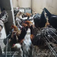 مرغ و جوجه گلین