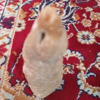 سنگ|کلکسیون اشیاء عتیقه|دورود, |دیوار