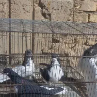 شهری|پرنده|شیراز, شهرک کوشکک|دیوار