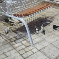 کبوتر|حیوانات|یاسوج, |دیوار