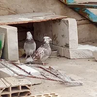 فروش فوری کبوتر