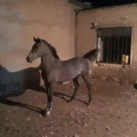 کره مادیان درجه یک