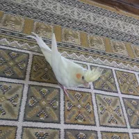 طوطی|پرنده|لاهیجان, بازکیاگوراب|دیوار