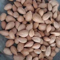 بادام تازه و درجه ۱