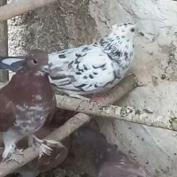 کبوترپرشی|پرنده|قم, زینبیه|دیوار