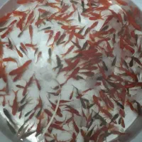 ماهی قرمز عید ارزان