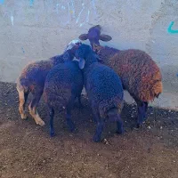 بره های قزل افشاری اصل مخصوص پرواری(گوسفند|حیوانات مزرعه|گنبد کاووس, |دیوار