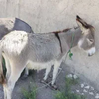 الاغ|حیوانات مزرعه|شیراز, داریون|دیوار