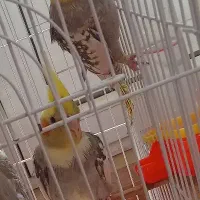 عروس هلندی دستی وسخنگو