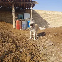 ماده سرابی 3ساله|سگ|کبودرآهنگ, |دیوار