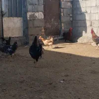 جوجه کوردی اصل|حیوانات مزرعه|کرمانشاه, |دیوار