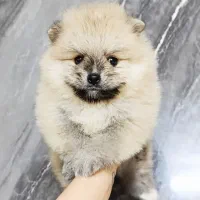 پامرانین خرسی اصیل (تیکاپ) - تضمین اصالت|سگ|مشهد, هدایت|دیوار