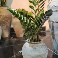 گیاهان آپارتمانی،فضای باز،گلدان،خاک،سم و کود