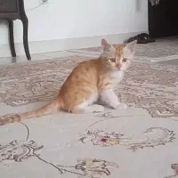 غذای گربه و خاک گربه وخود گربه|گربه|اراک, |دیوار