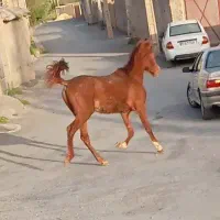 اسب|اسب و تجهیزات اسب‌سواری|الیگودرز, |دیوار