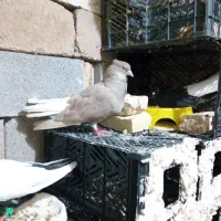 دم سفیدطلای درجه یک