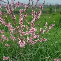 باغ|فروش زمین و ملک کلنگی|سرخنکلاته, |دیوار