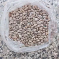 لوبیا چیتی پلدختر کشت بهاره