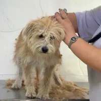 اصلاح حیوانات خانگی