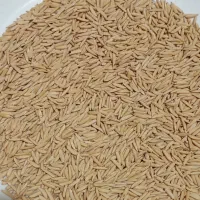 شالی دم سیاه درجه یک|عمده‌فروشی|گنبد کاووس, |دیوار