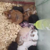 همستر سالم و دستی قیمت مناسب|موش و خرگوش|تهران, مخصوص|دیوار