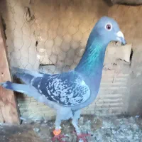 ۴تا کفتر صید پرشی|پرنده|مشهد, قائم|دیوار