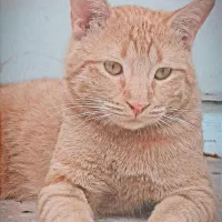 واگذاری گربه|گربه|جهرم, |دیوار