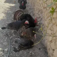 بوقلمون نرماده|پرنده|کازرون, |دیوار