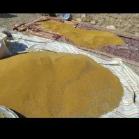 بذر یونجه