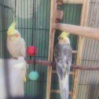 عروس هلندی نر ماده