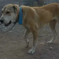 ماده ۷ماهه الابای سگ|سگ|مشهد, گوهرشاد|دیوار