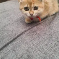 گربه اسکاتیش گلد ny11 ماده