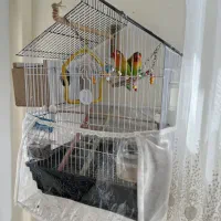 کوتوله برزیلی|پرنده|سهند, |دیوار