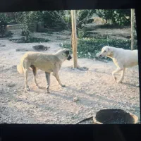 واگذاری حیوان