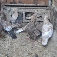 کله ای|پرنده|امیدیه, |دیوار