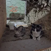 بچه گربه