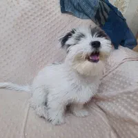 سگ شیتزو سه ماهه|سگ|سهند, |دیوار