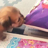 عروسکی هاپویی ناناز|سگ|مشهد, الهیه|دیوار