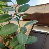 گل فیکوس|گل و گیاه طبیعی|رشت, پیرکلاچای|دیوار