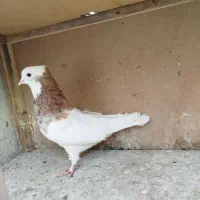 تعدادی کفتر رنگی  طلا