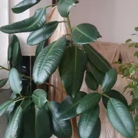 گل فیکوس طبیعی