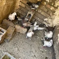 ۱۰عدد کفتر خوب به شرط سلامت با تخم وجوجه