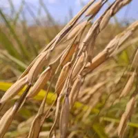 فروش-یک-قطعه-زمین-مزروعی-در-اطراف-رانکوه
