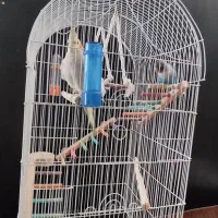 3000000عروس هلندی ماده کوتوله برزیلی نروقفس|پرنده|قم, نخودی|دیوار